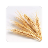 GrainSynth
