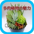 多肉植物の魅力 アイコン