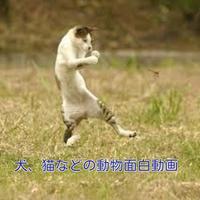 犬猫などの動物面白動画 poster