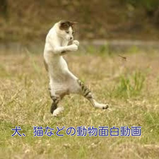 犬猫などの動物面白動画 For Android Apk Download