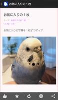 インコ・文鳥・とり・まとめ 截图 1