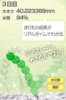 ゆる〜く まりも育成 تصوير الشاشة 2
