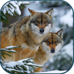 Wolves in winter