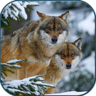 Wolves in winter آئیکن