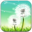 Dandelions