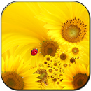 Sunflower lwp APK