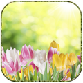 Sunny tulips