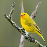 Canário da Terra Canto Estalo