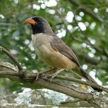 Canto de Bico de Pimenta