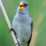 CANTO PATATIVA CHORONA