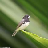 Canto Papa Capim Tui Tui Puro