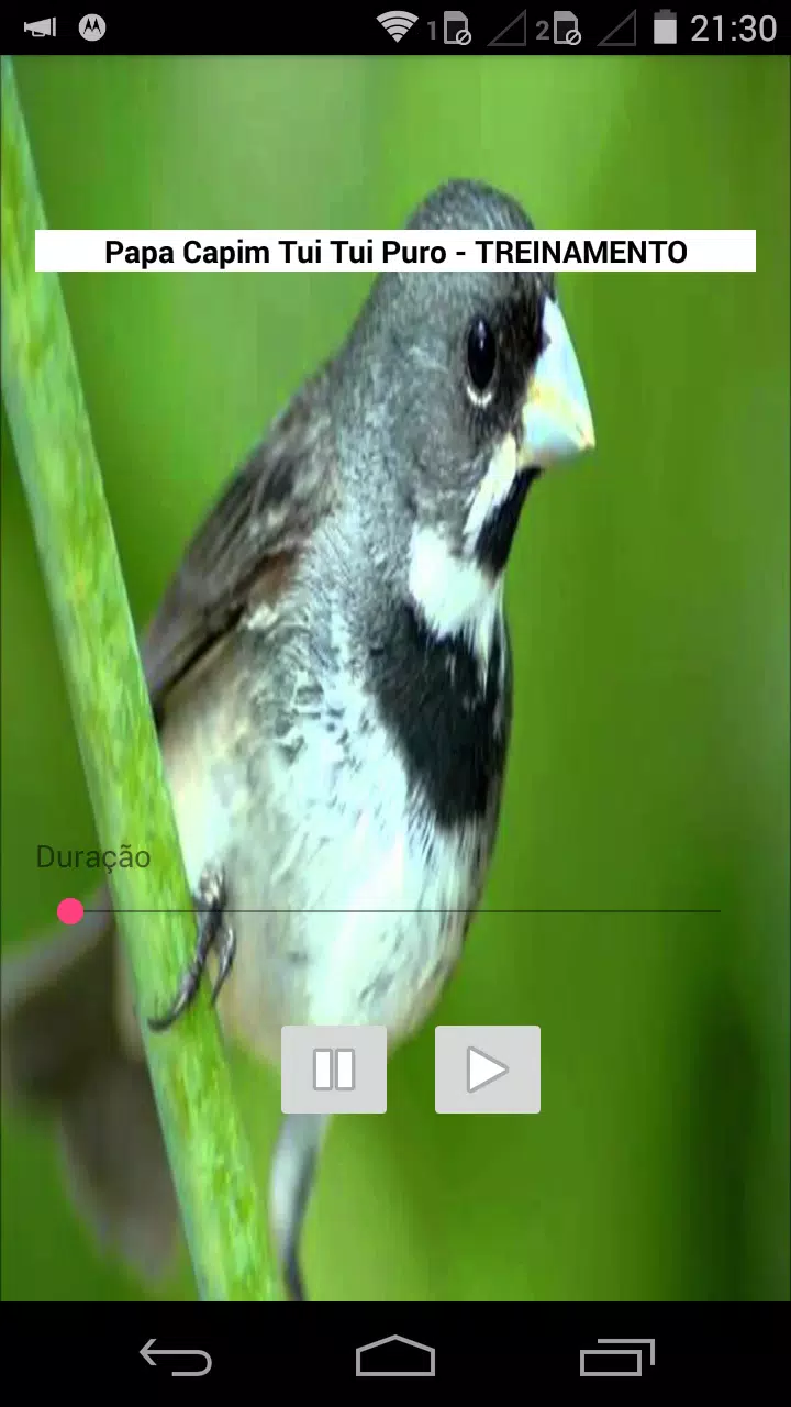 Descarga de APK de Canto Papa Capim Tui Tui Puro para Android