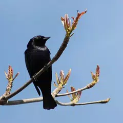 Canto Pássaro Preto (Graúna)