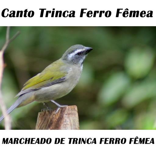 Canto Trinca Ferro Fêmea