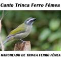 Canto Trinca Ferro Fêmea