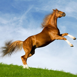 Horse Jumping 3D