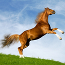 APK Horse Jumping 3D