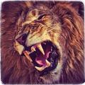 Jungle Lion Run 3D