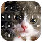 one cute cat theme иконка