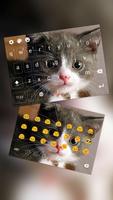 one cute cat theme постер