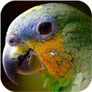 充滿異國情調的鈴聲和聲音 APK