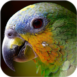 充滿異國情調的鈴聲和聲音