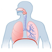 Anatomia Human