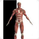 Anatomy Reference APK