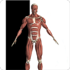 Anatomy Reference icon