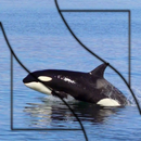 APK Orca HD Video Wallpaper