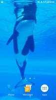 Orca Whale Video Wallpaper Poster