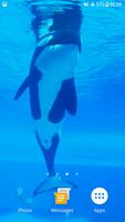 Orca Whale Video Wallpaper 海報