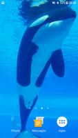 برنامه‌نما Orca Whale Video Wallpaper عکس از صفحه