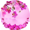Orchid Spring Flowers Theme