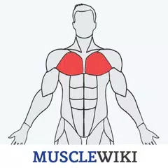 download MuscleWiki Fitness XAPK