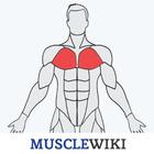 MuscleWiki Fitness أيقونة