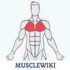 MuscleWiki APK