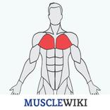 MuscleWiki