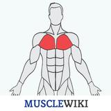 MuscleWiki