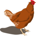 Poultry Manager