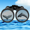 ”See & ID Dolphins & Whales