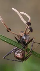 Thai Fungi Lite APK download