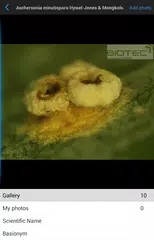 Thai Fungi Lite APK download