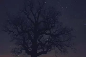 Ninja: The Chakra Awakens APK download