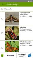 2 Schermata ObsIdentify - Papilionidae