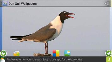 Don Gull Wallpapers Affiche