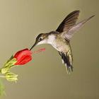 Don Humming Birds icon