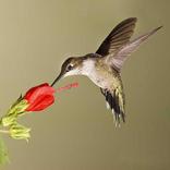 Don Humming Birds