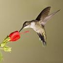 APK Don Humming Birds