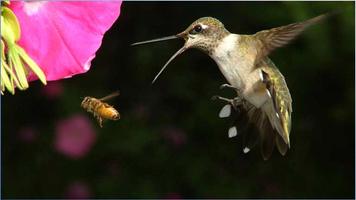 برنامه‌نما Don Humming Birds عکس از صفحه